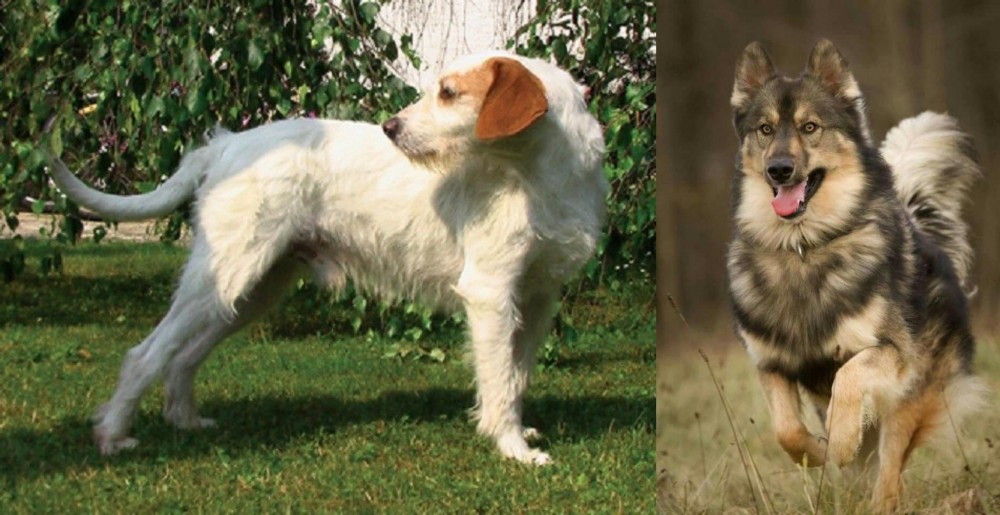 Native American Indian Dog vs Istarski Ostrodlaki Gonic - Breed Comparison