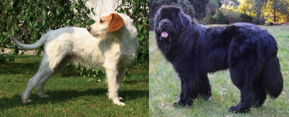 Newfoundland Dog vs Istarski Ostrodlaki Gonic - Breed Comparison