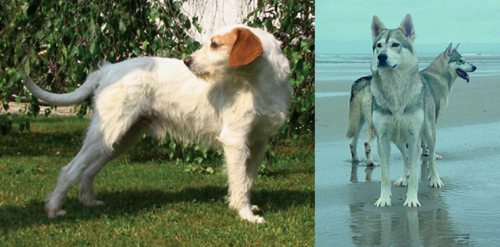 Northern Inuit Dog vs Istarski Ostrodlaki Gonic - Breed Comparison