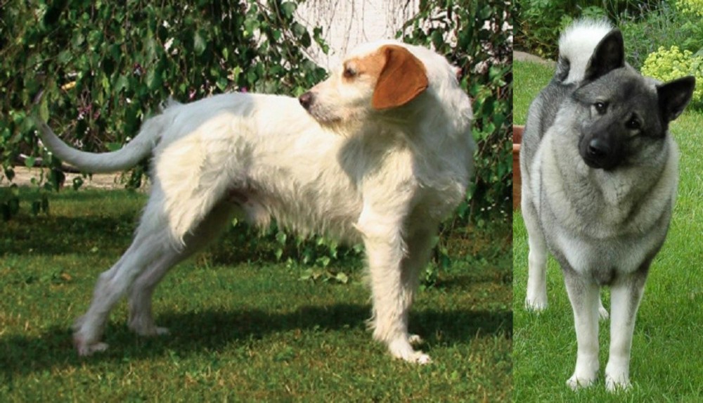 Norwegian Elkhound vs Istarski Ostrodlaki Gonic - Breed Comparison
