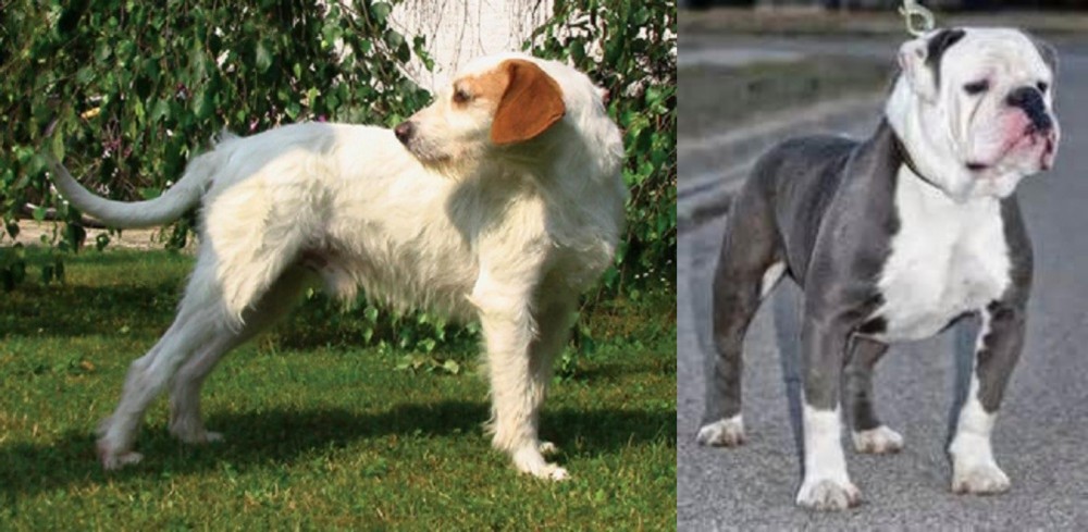 Old English Bulldog vs Istarski Ostrodlaki Gonic - Breed Comparison