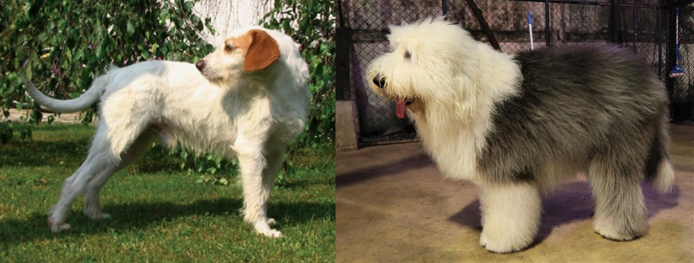 Old English Sheepdog vs Istarski Ostrodlaki Gonic - Breed Comparison
