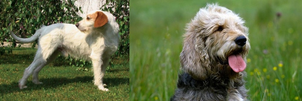 Otterhound vs Istarski Ostrodlaki Gonic - Breed Comparison