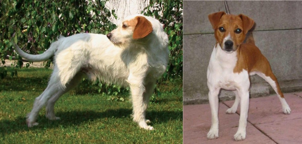 Plummer Terrier vs Istarski Ostrodlaki Gonic - Breed Comparison