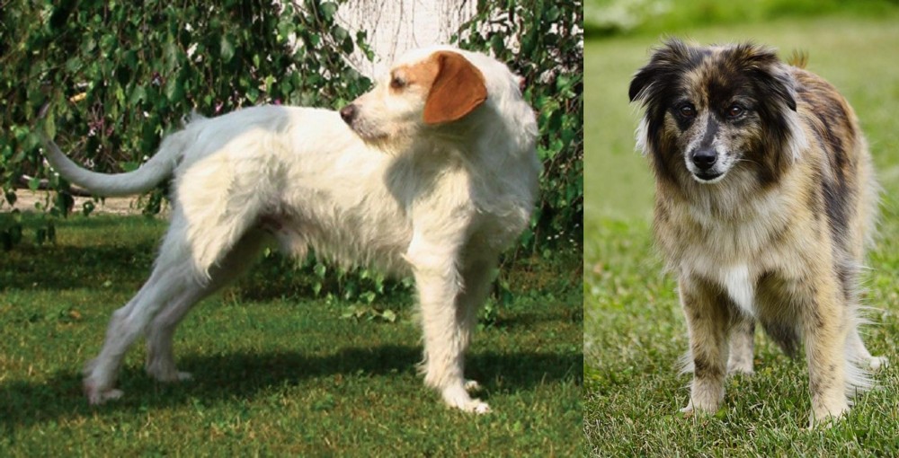 Pyrenean Shepherd vs Istarski Ostrodlaki Gonic - Breed Comparison