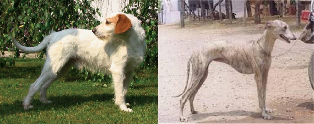 Rampur Greyhound vs Istarski Ostrodlaki Gonic - Breed Comparison