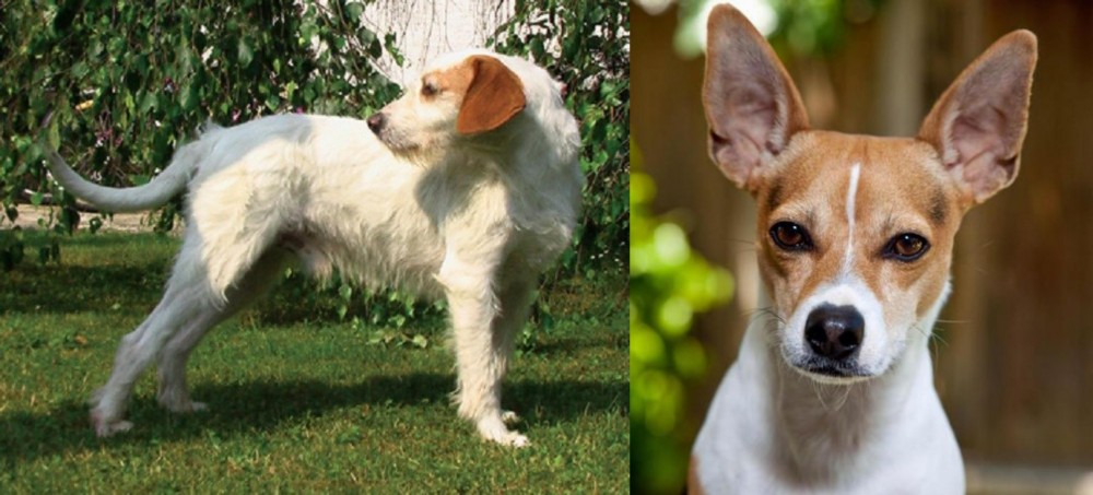 Rat Terrier vs Istarski Ostrodlaki Gonic - Breed Comparison