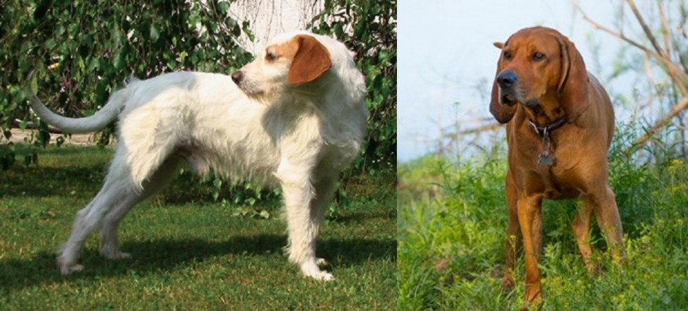 Redbone Coonhound vs Istarski Ostrodlaki Gonic - Breed Comparison