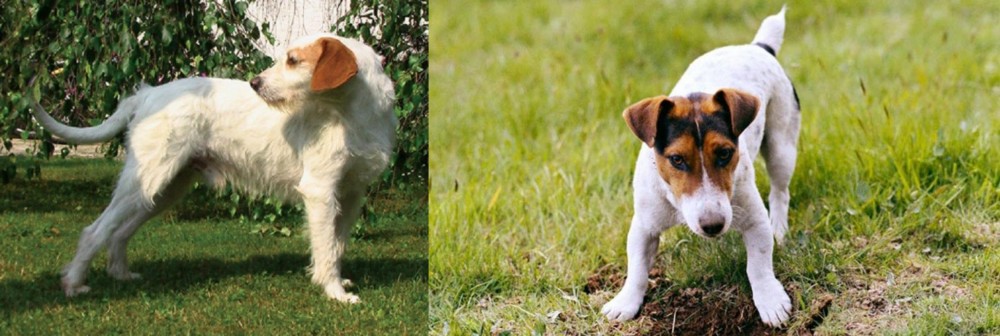 Russell Terrier vs Istarski Ostrodlaki Gonic - Breed Comparison