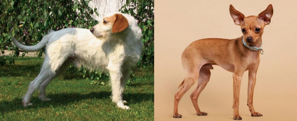 Russian Toy Terrier vs Istarski Ostrodlaki Gonic - Breed Comparison