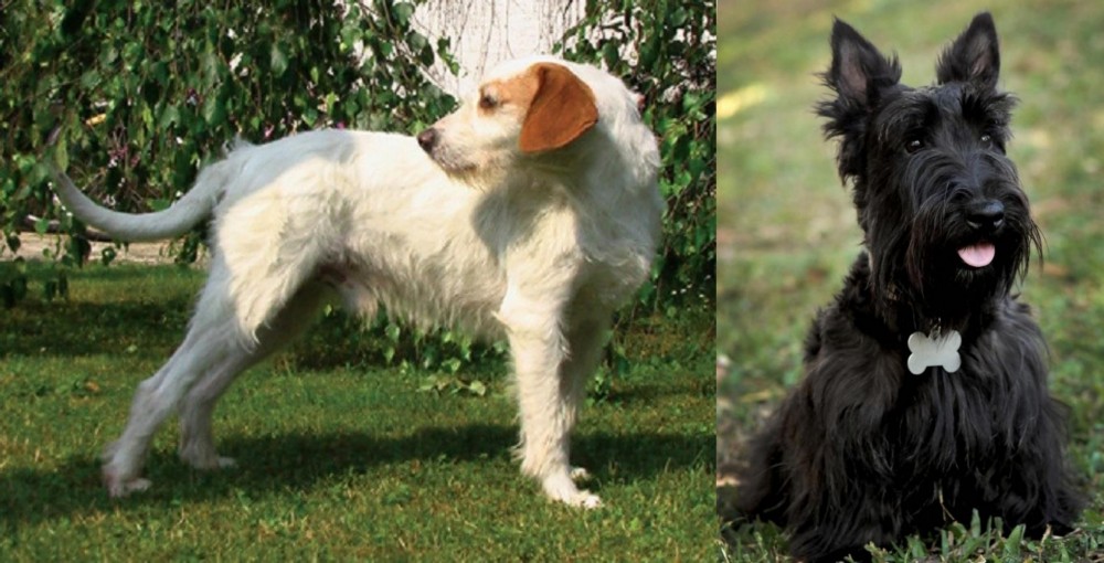 Scoland Terrier vs Istarski Ostrodlaki Gonic - Breed Comparison