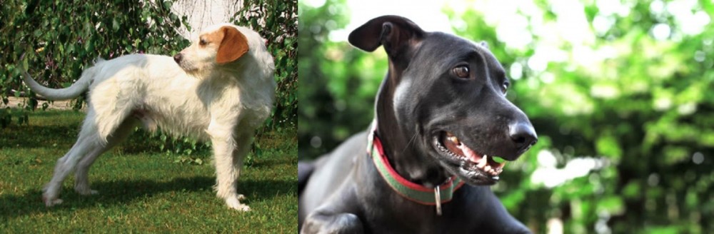 Shepard Labrador vs Istarski Ostrodlaki Gonic - Breed Comparison