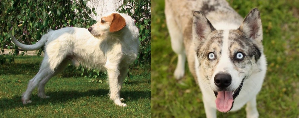 Shepherd Husky vs Istarski Ostrodlaki Gonic - Breed Comparison