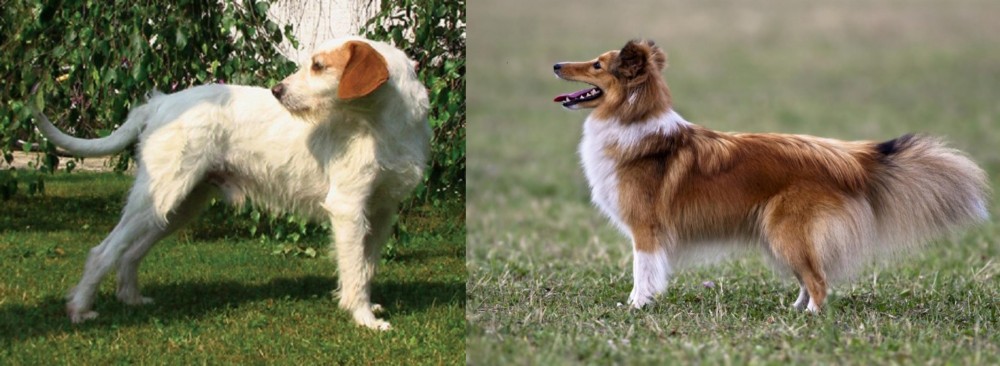 Shetland Sheepdog vs Istarski Ostrodlaki Gonic - Breed Comparison