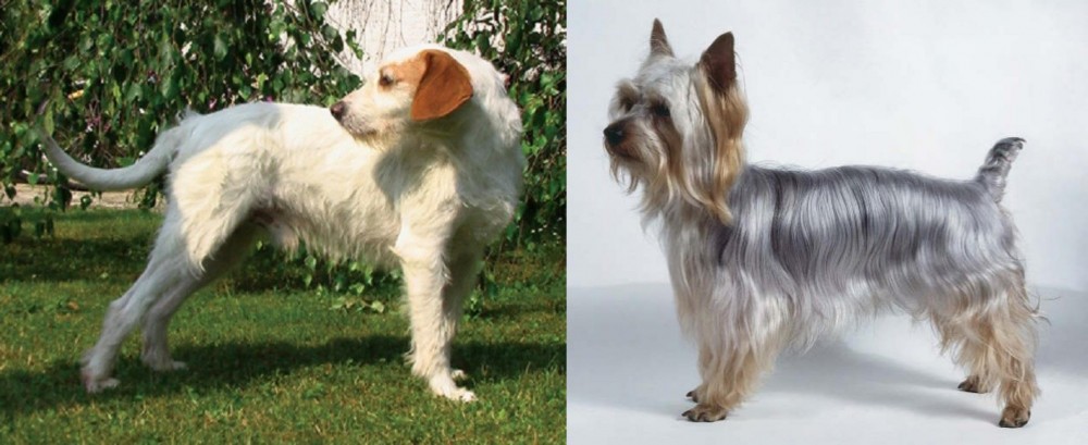 Silky Terrier vs Istarski Ostrodlaki Gonic - Breed Comparison