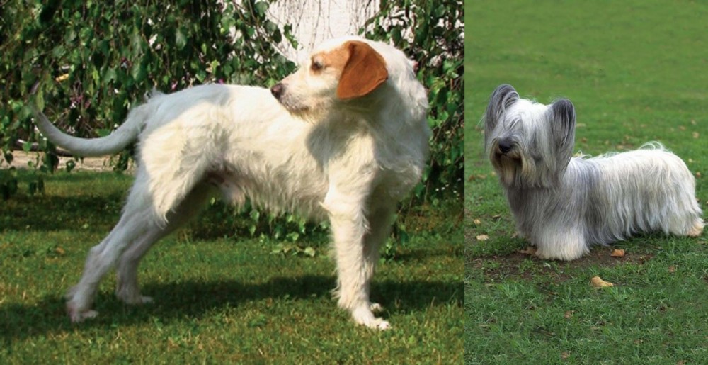 Skye Terrier vs Istarski Ostrodlaki Gonic - Breed Comparison