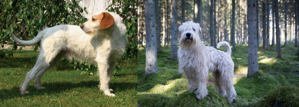 Soft-Coated Wheaten Terrier vs Istarski Ostrodlaki Gonic - Breed Comparison