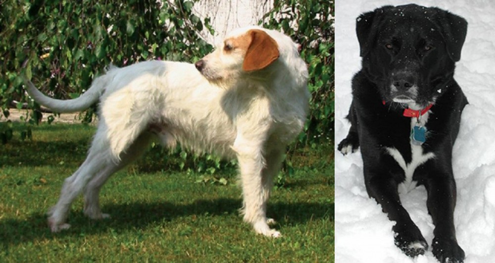 St. John's Water Dog vs Istarski Ostrodlaki Gonic - Breed Comparison