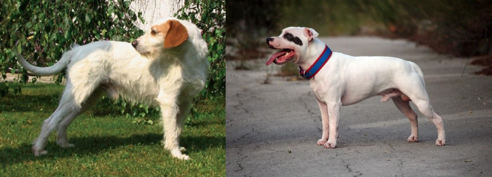 Staffordshire Bull Terrier vs Istarski Ostrodlaki Gonic - Breed Comparison