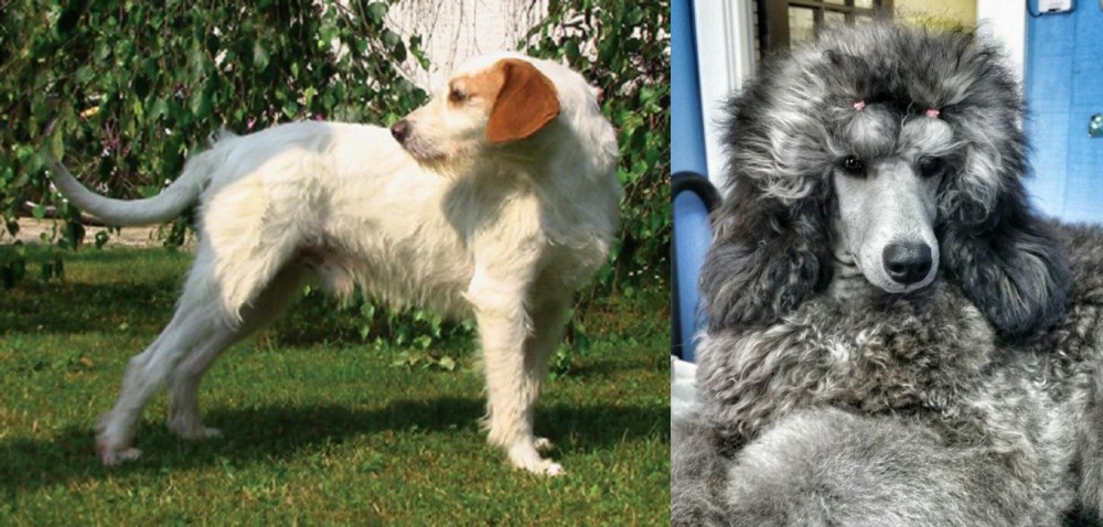 Standard Poodle vs Istarski Ostrodlaki Gonic - Breed Comparison