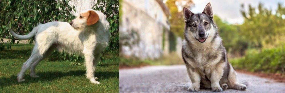 Swedish Vallhund vs Istarski Ostrodlaki Gonic - Breed Comparison