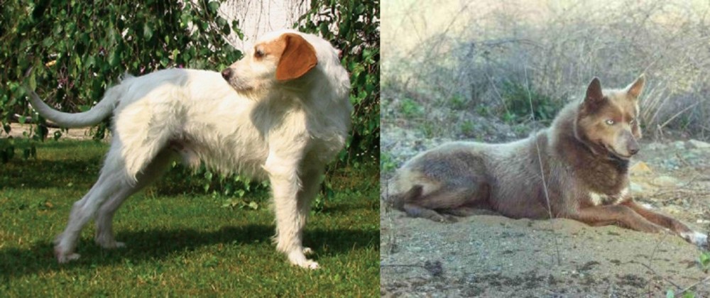 Tahltan Bear Dog vs Istarski Ostrodlaki Gonic - Breed Comparison