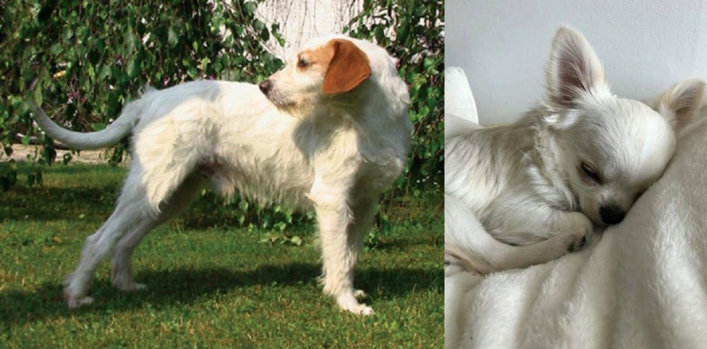 Tea Cup Chihuahua vs Istarski Ostrodlaki Gonic - Breed Comparison