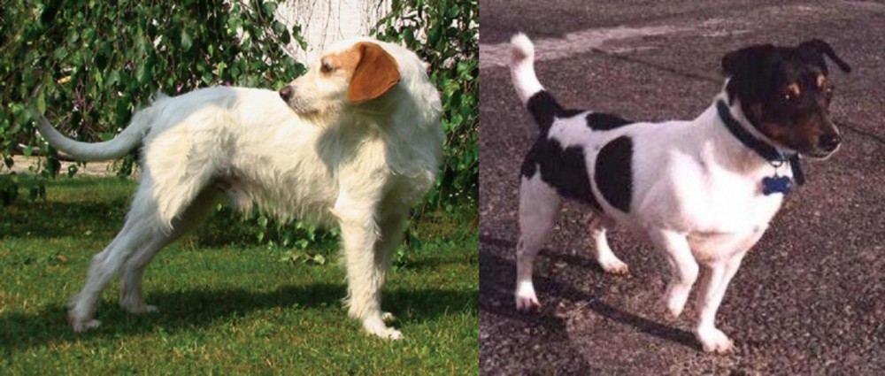 Teddy Roosevelt Terrier vs Istarski Ostrodlaki Gonic - Breed Comparison