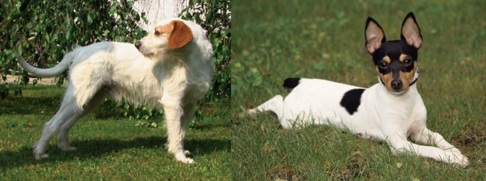 Toy Fox Terrier vs Istarski Ostrodlaki Gonic - Breed Comparison