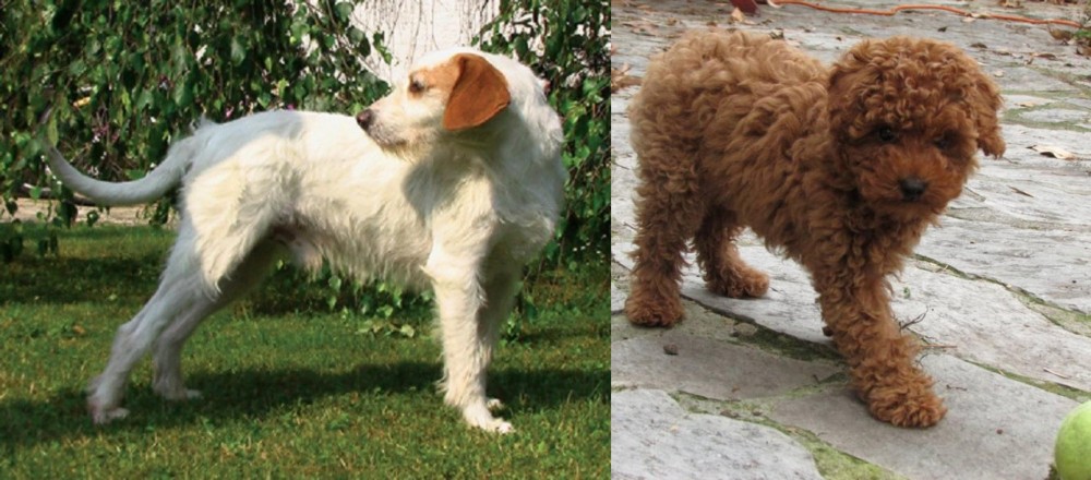 Toy Poodle vs Istarski Ostrodlaki Gonic - Breed Comparison