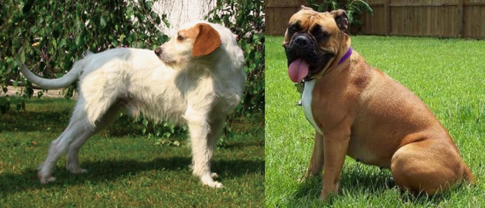 Valley Bulldog vs Istarski Ostrodlaki Gonic - Breed Comparison