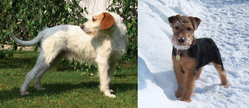 Welsh Terrier vs Istarski Ostrodlaki Gonic - Breed Comparison