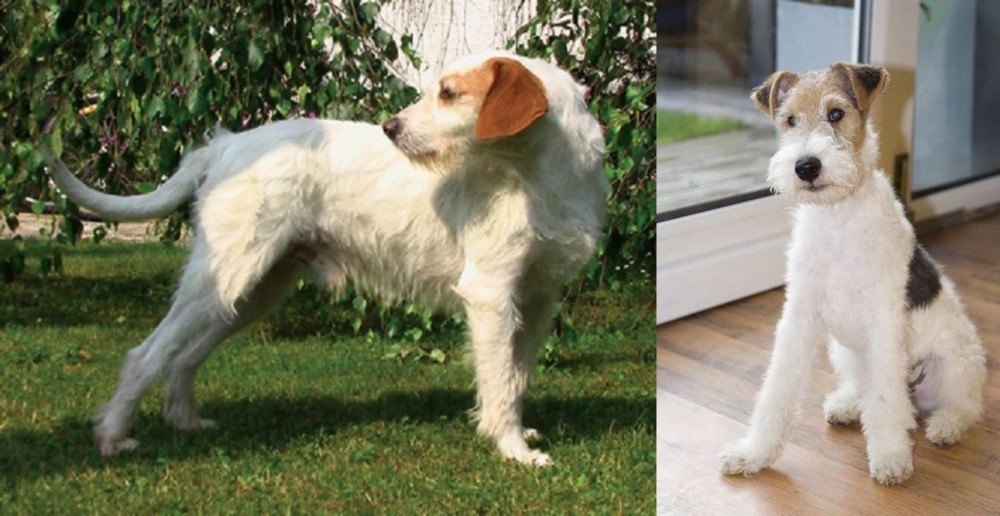 Wire Fox Terrier vs Istarski Ostrodlaki Gonic - Breed Comparison
