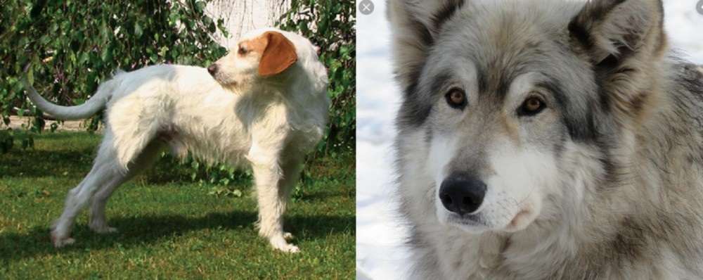Wolfdog vs Istarski Ostrodlaki Gonic - Breed Comparison