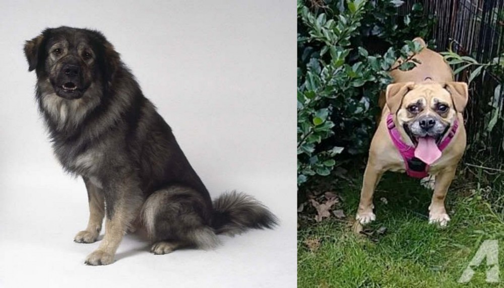 Beabull vs Istrian Sheepdog - Breed Comparison