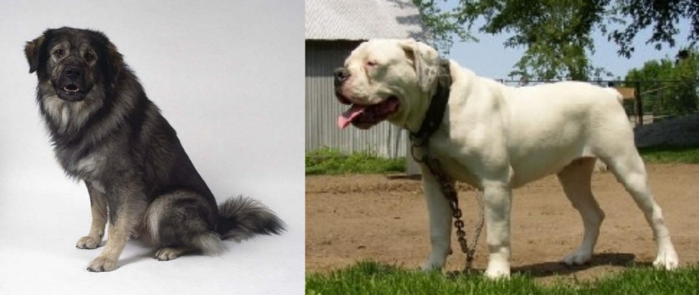 Hermes Bulldogge vs Istrian Sheepdog - Breed Comparison
