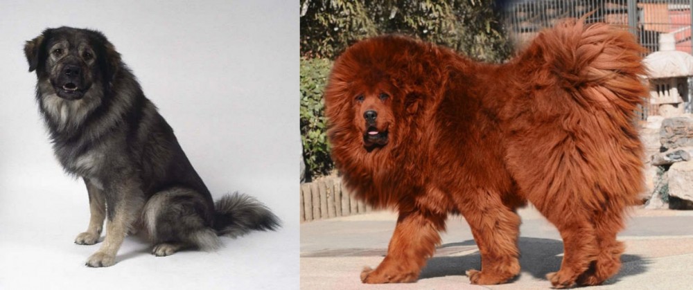 Himalayan Mastiff vs Istrian Sheepdog - Breed Comparison