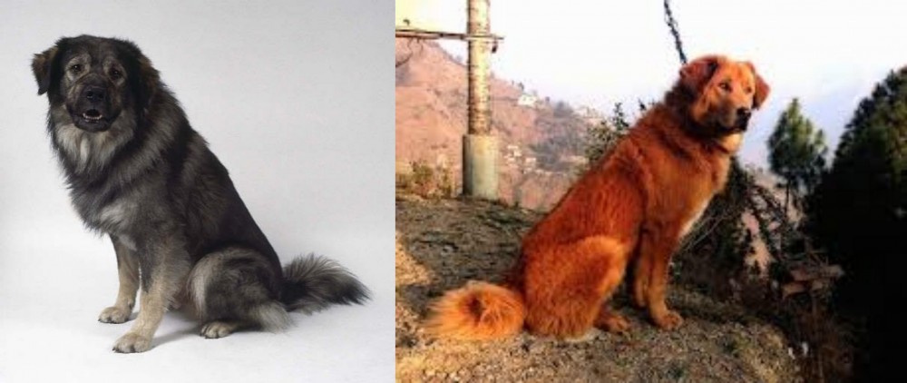 Himalayan Sheepdog vs Istrian Sheepdog - Breed Comparison