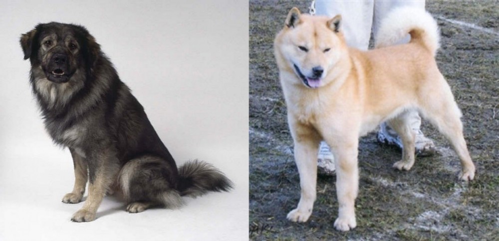 Hokkaido vs Istrian Sheepdog - Breed Comparison
