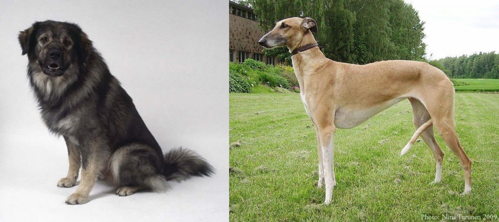 Hortaya Borzaya vs Istrian Sheepdog - Breed Comparison