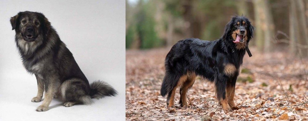 Hovawart vs Istrian Sheepdog - Breed Comparison