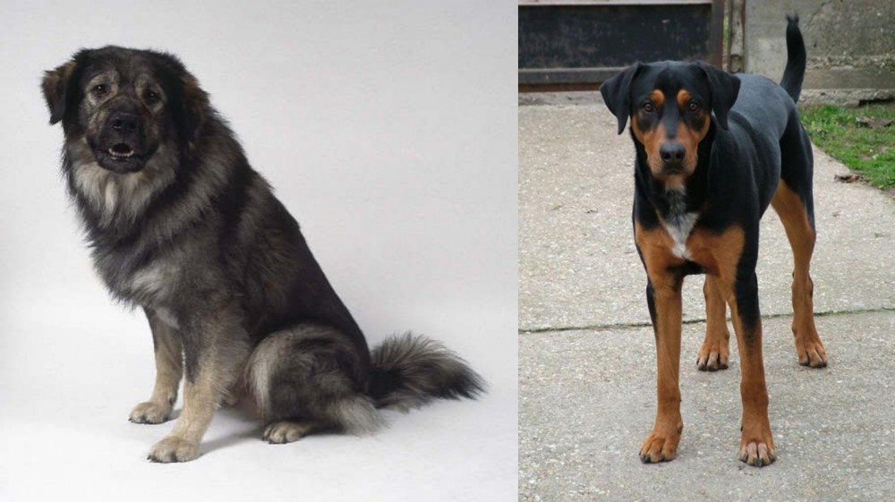 Hungarian Hound vs Istrian Sheepdog - Breed Comparison