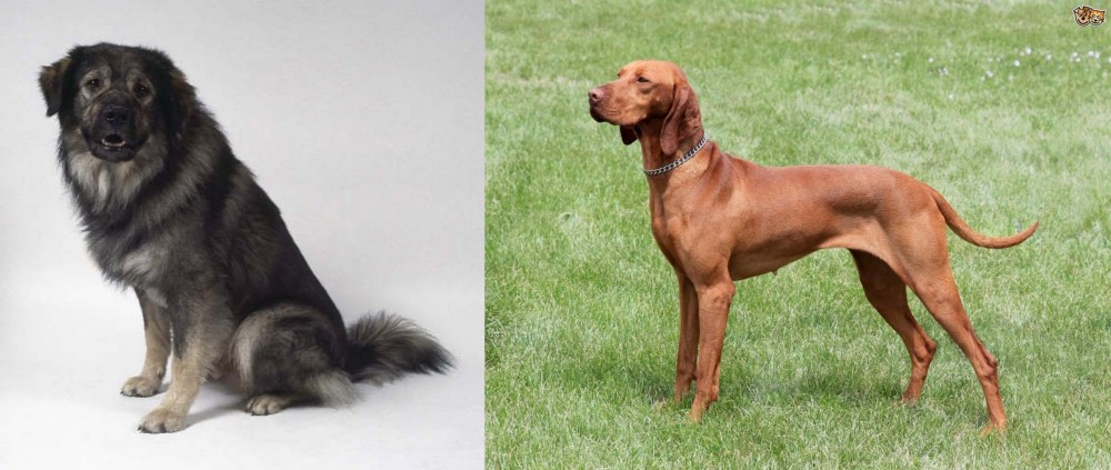 Hungarian Vizsla vs Istrian Sheepdog - Breed Comparison