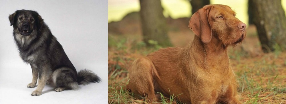 Hungarian Wirehaired Vizsla vs Istrian Sheepdog - Breed Comparison