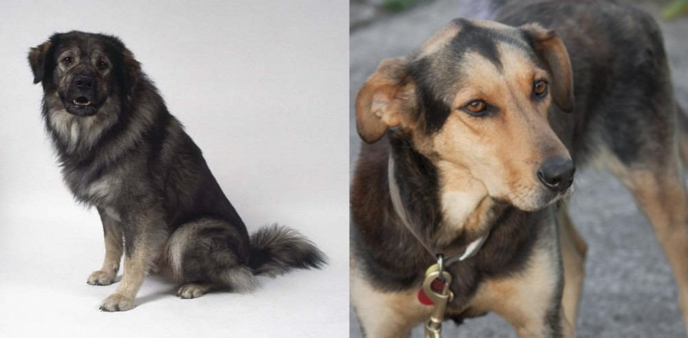 Huntaway vs Istrian Sheepdog - Breed Comparison