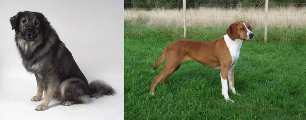 Hygenhund vs Istrian Sheepdog - Breed Comparison