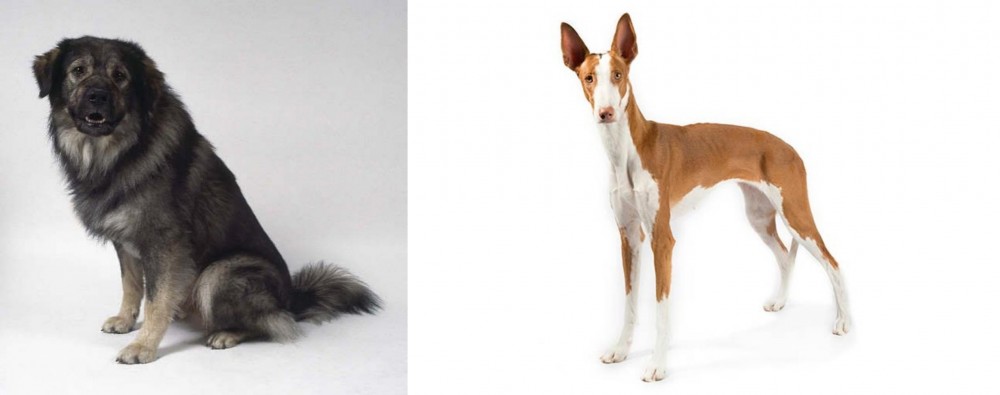 Ibizan Hound vs Istrian Sheepdog - Breed Comparison