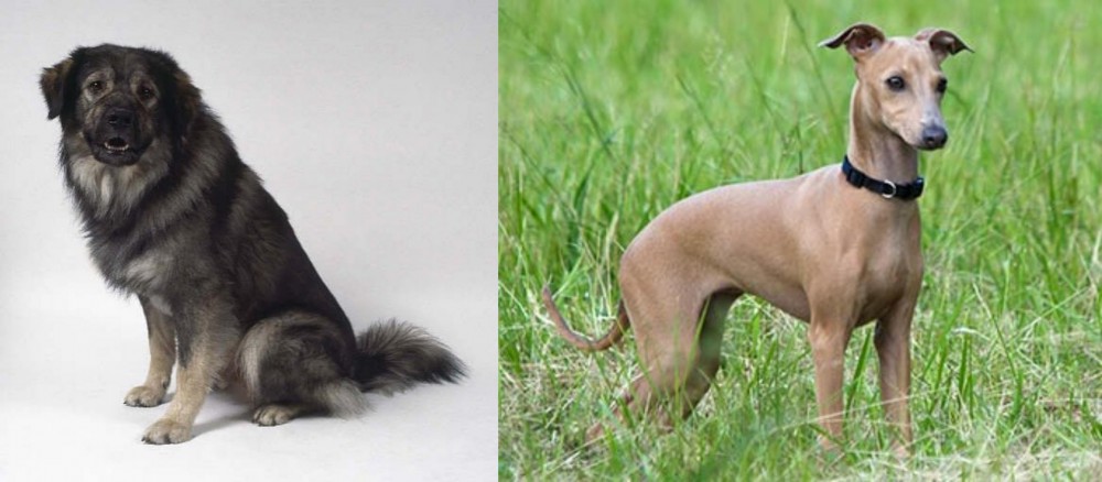 Italian Greyhound vs Istrian Sheepdog - Breed Comparison