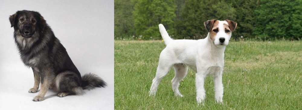 Jack Russell Terrier vs Istrian Sheepdog - Breed Comparison