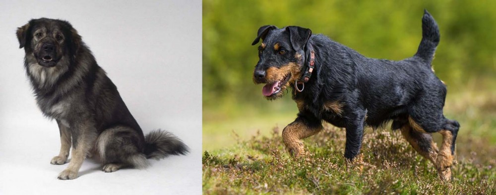 Jagdterrier vs Istrian Sheepdog - Breed Comparison